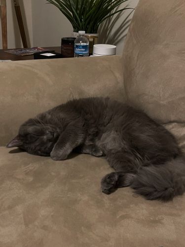 Thor napping